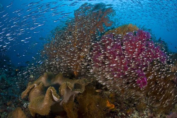 Indonesia Silvery glassfish swim past coral